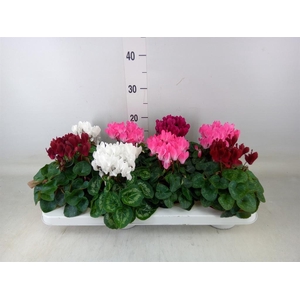 Cyclamen KL 'Compact'