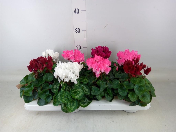 <h4>Cyclamen KL 'Compact'</h4>