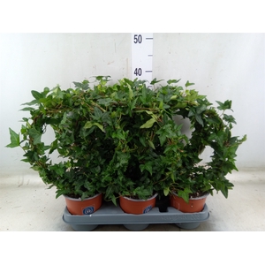 Hedera helix 'Shamrock'