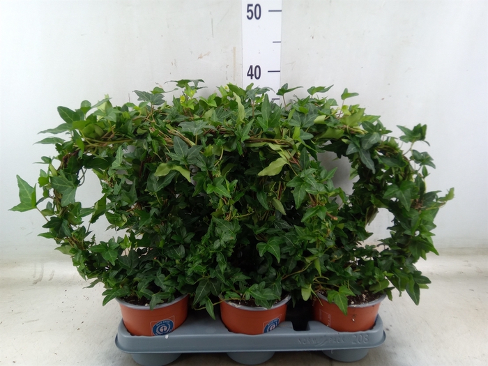<h4>Hedera helix 'Shamrock'</h4>