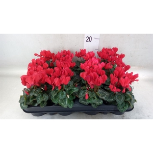Cyclamen KL 'Verano'