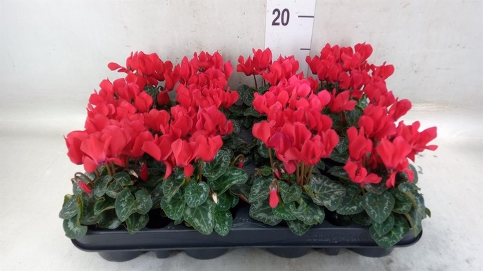 <h4>Cyclamen KL 'Verano'</h4>