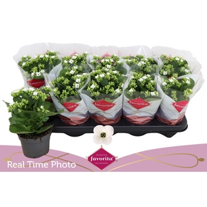 KAL EN ASTERIA WHITE