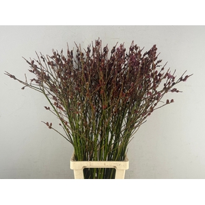 SALIX MELANOSTACHYS PER STEM 100CM