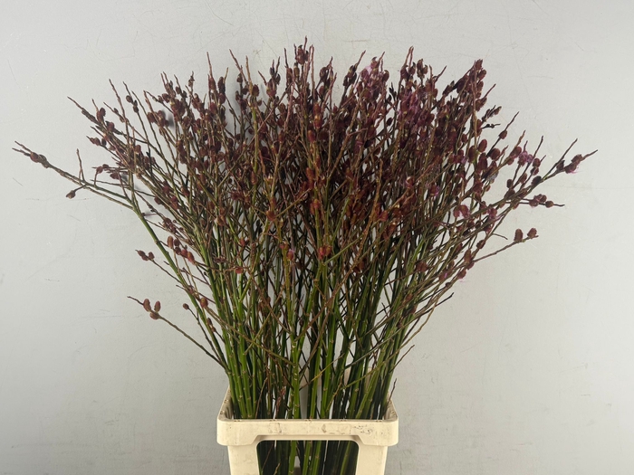 <h4>SALIX MELANOSTACHYS PER STEM 100CM</h4>