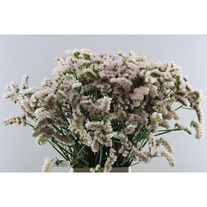 Lim S Apri Sun Birds L 80/65