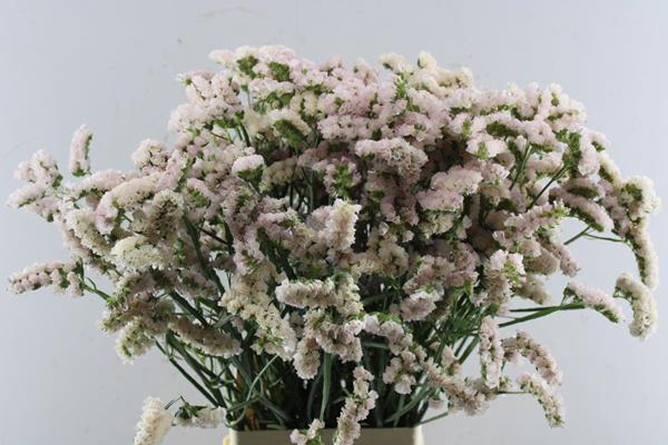 <h4>Lim S Apri Sun Birds L 80/65</h4>