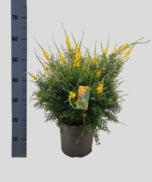 <h4>GENISTA X SP</h4>