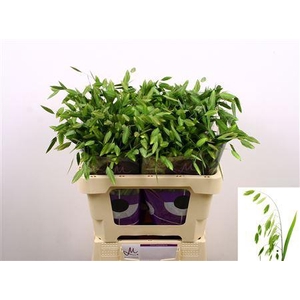 CHASMANTH LAT MANTIS 60CM