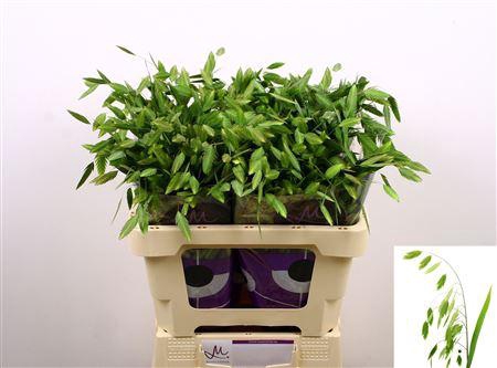 <h4>CHASMANTH LAT MANTIS 60CM</h4>