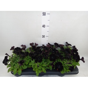 Petunia  'Potunia Black Ice'