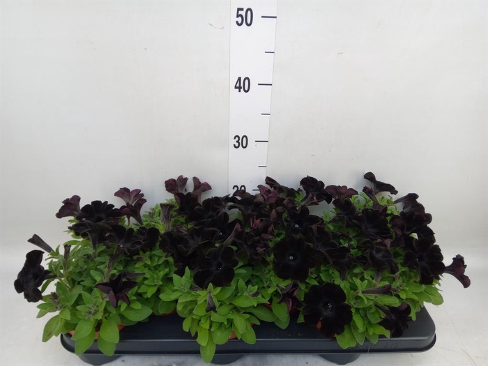 <h4>Petunia  'Potunia Black Ice'</h4>