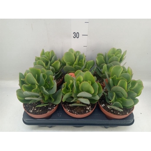 Crassula arborescens