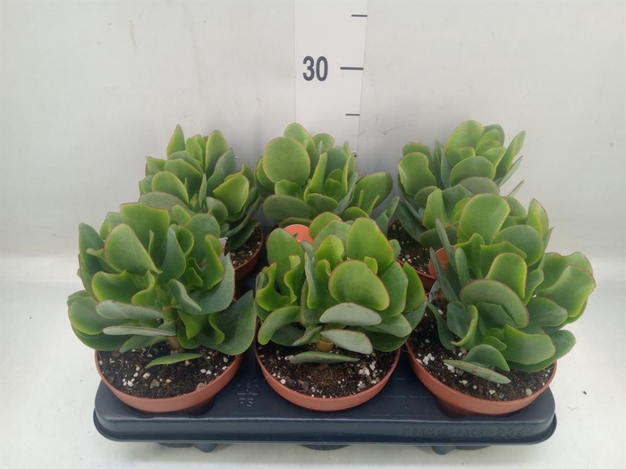 <h4>Crassula arborescens</h4>