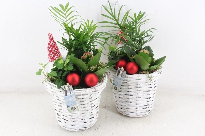 <h4>arr2 JS - Wilg mand white L x6</h4>