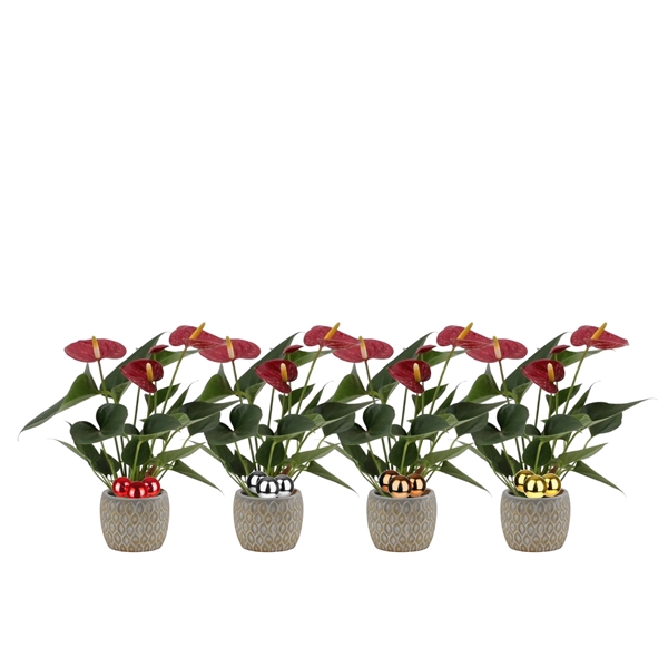 <h4>Anthurium Diamond Red in Hamburg ceramics - stabber</h4>