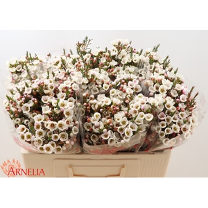 Chamelaucium Moonlight Delight