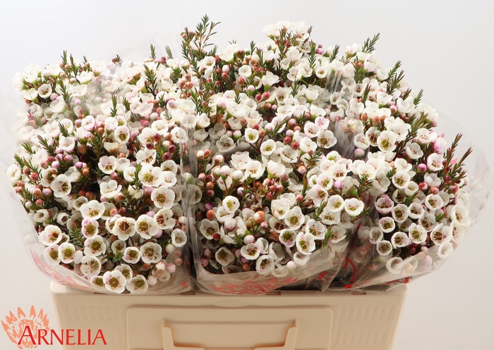 <h4>Chamelaucium Moonlight Delight</h4>