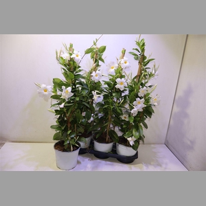 Mande Rio White
