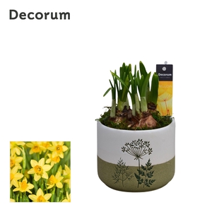 Narcis FloraLeaf HL15163N