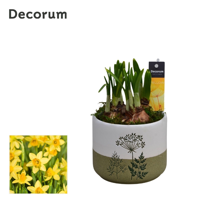 <h4>Narcis FloraLeaf HL15163N</h4>