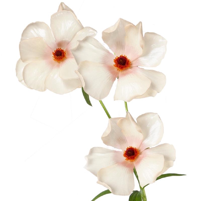 Ranunculus Butterfly Melissa