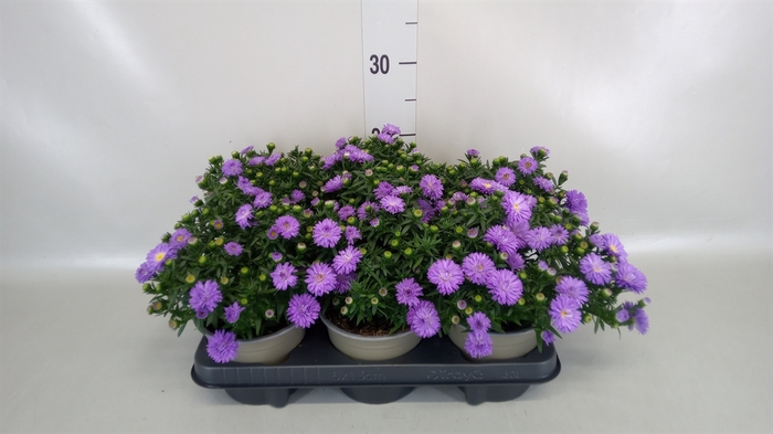 <h4>Aster dum. 'Herbstpurzel'</h4>