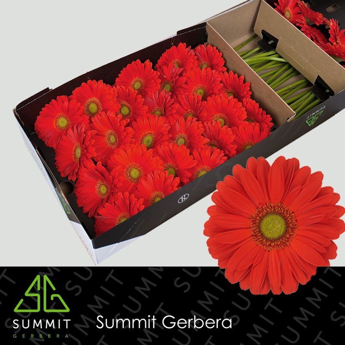 <h4>Gerbera Tangerine Doos</h4>