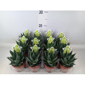 Aloe aristata 'Tiki Tahi'