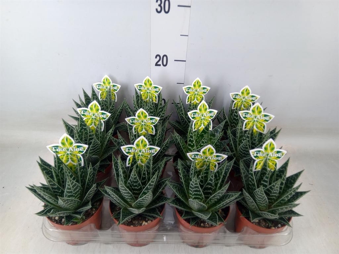 <h4>Aloe aristata 'Tiki Tahi'</h4>