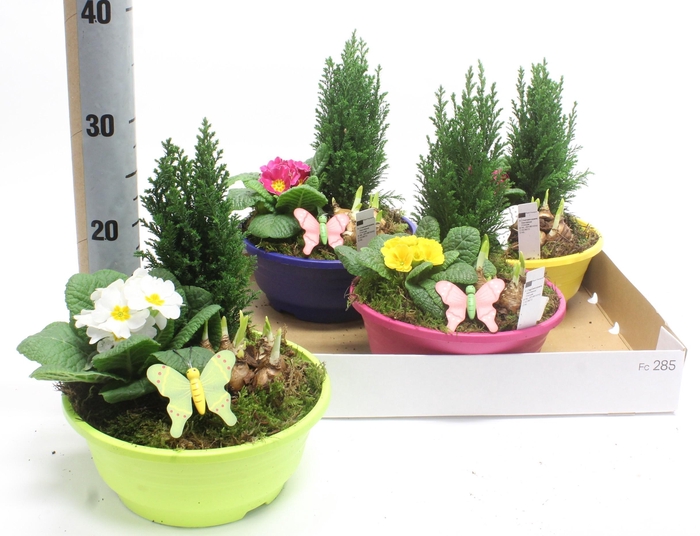 <h4>Arr Tuinplanten</h4>