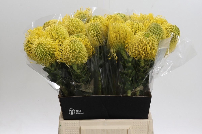 <h4>LEUCO CO HIGH GOLD</h4>