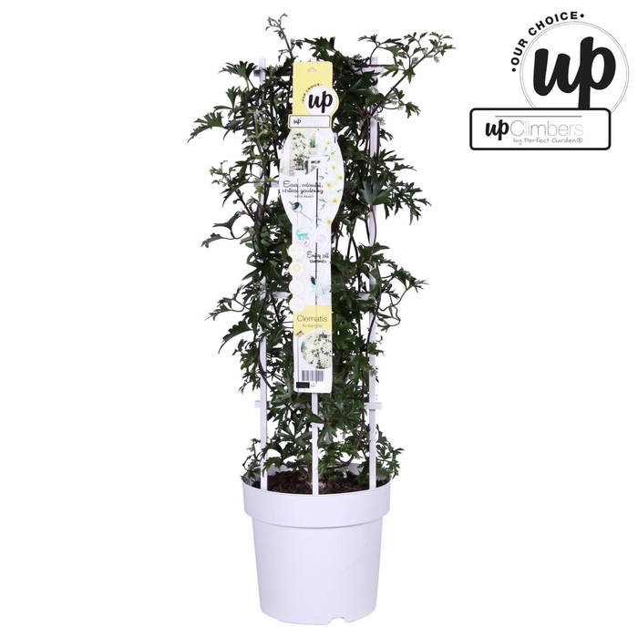 <h4>Clematis Avalanche</h4>