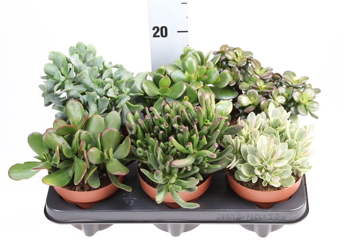 Crassula   ...mix