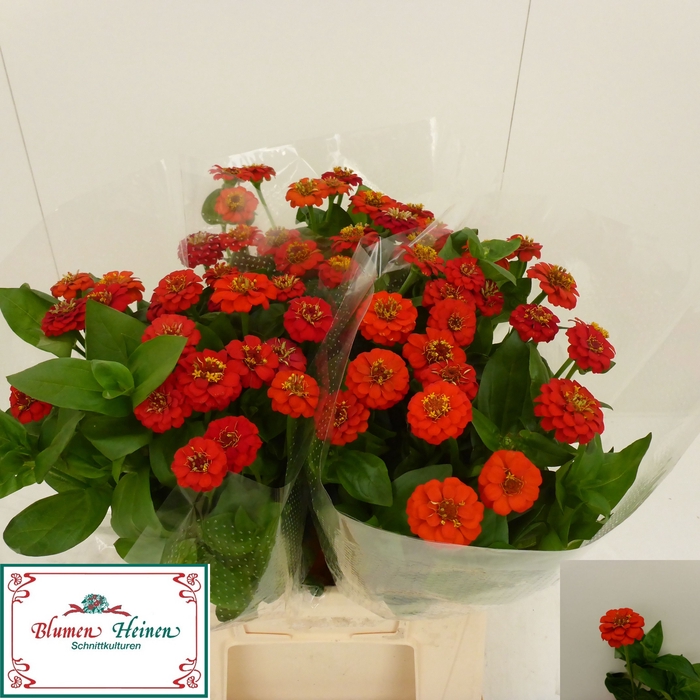 <h4>ZINNIA LILL RED</h4>