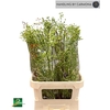 Rosa Corallo Green