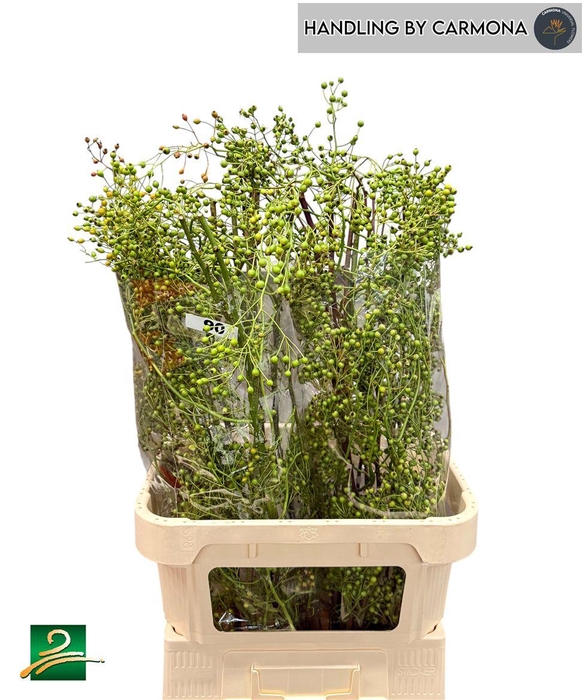 Rosa Corallo Green