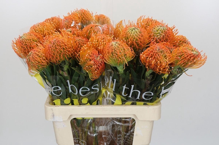 <h4>Nutans Ayoba Peach</h4>