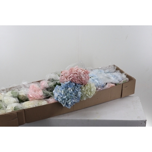 Hydr Mix Assorted Select