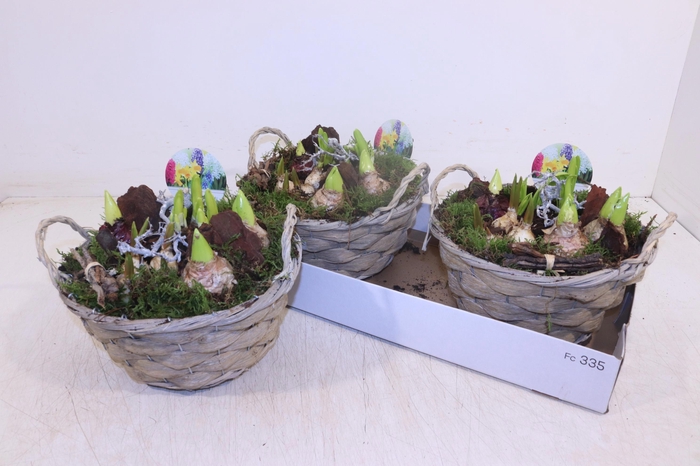 <h4>ARR BOL KNOLGEWAS</h4>