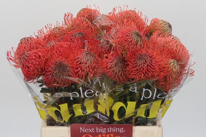 Nutans Ayoba Pink Guava