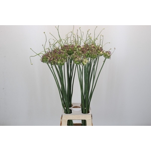 Allium Green Drops