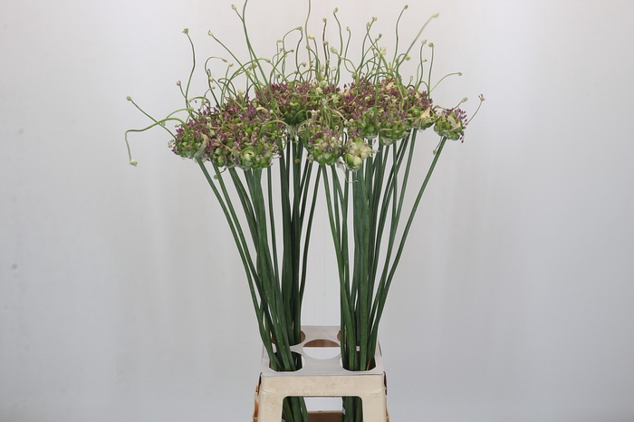 <h4>Allium Green Drops</h4>