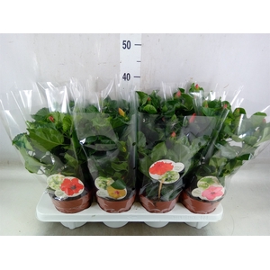 Hibiscus rosa-sin. 'Sunny'  ..mix