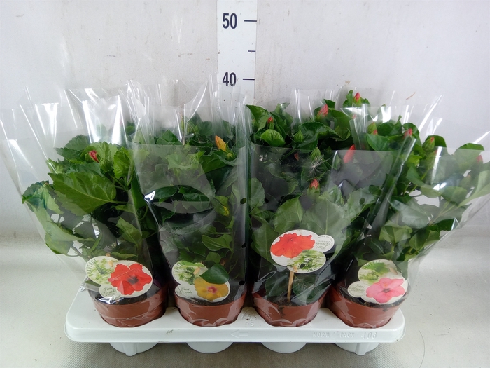 <h4>Hibiscus rosa-sin. 'Sunny'  ..mix</h4>