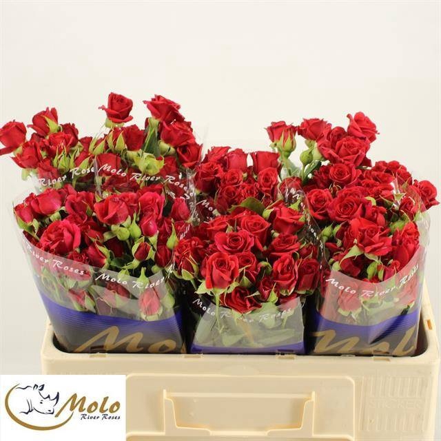 <h4>Rosa spray mirabel</h4>