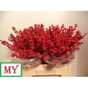 ILEX VERT (RODE BES)