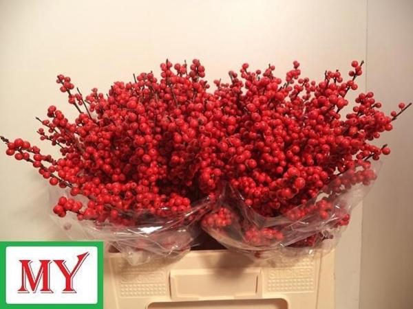 <h4>ILEX VERT (RODE BES)</h4>