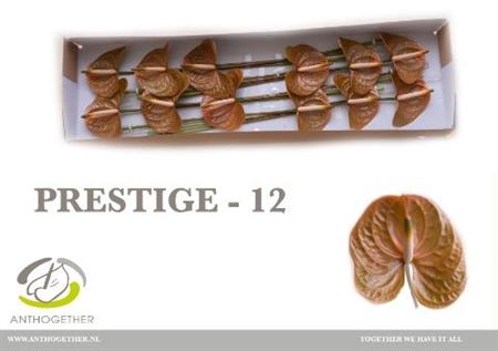 <h4>Anth A Prestige</h4>