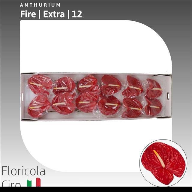 <h4>ANTH A FIRE</h4>